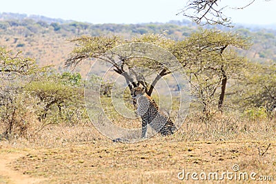 Cheetah close up from South Africa Stock Photo